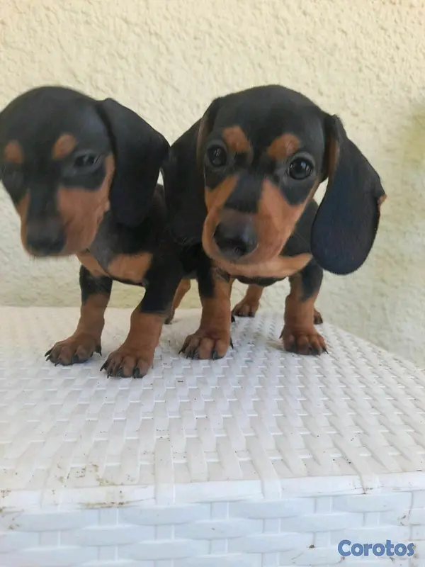animales y mascotas - hermosos cachorritos dochshund machos 
 3