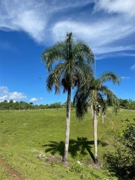 solares y terrenos - Finca Ganadera en Monte con 363 tareas Sabana Grande de Boya 6