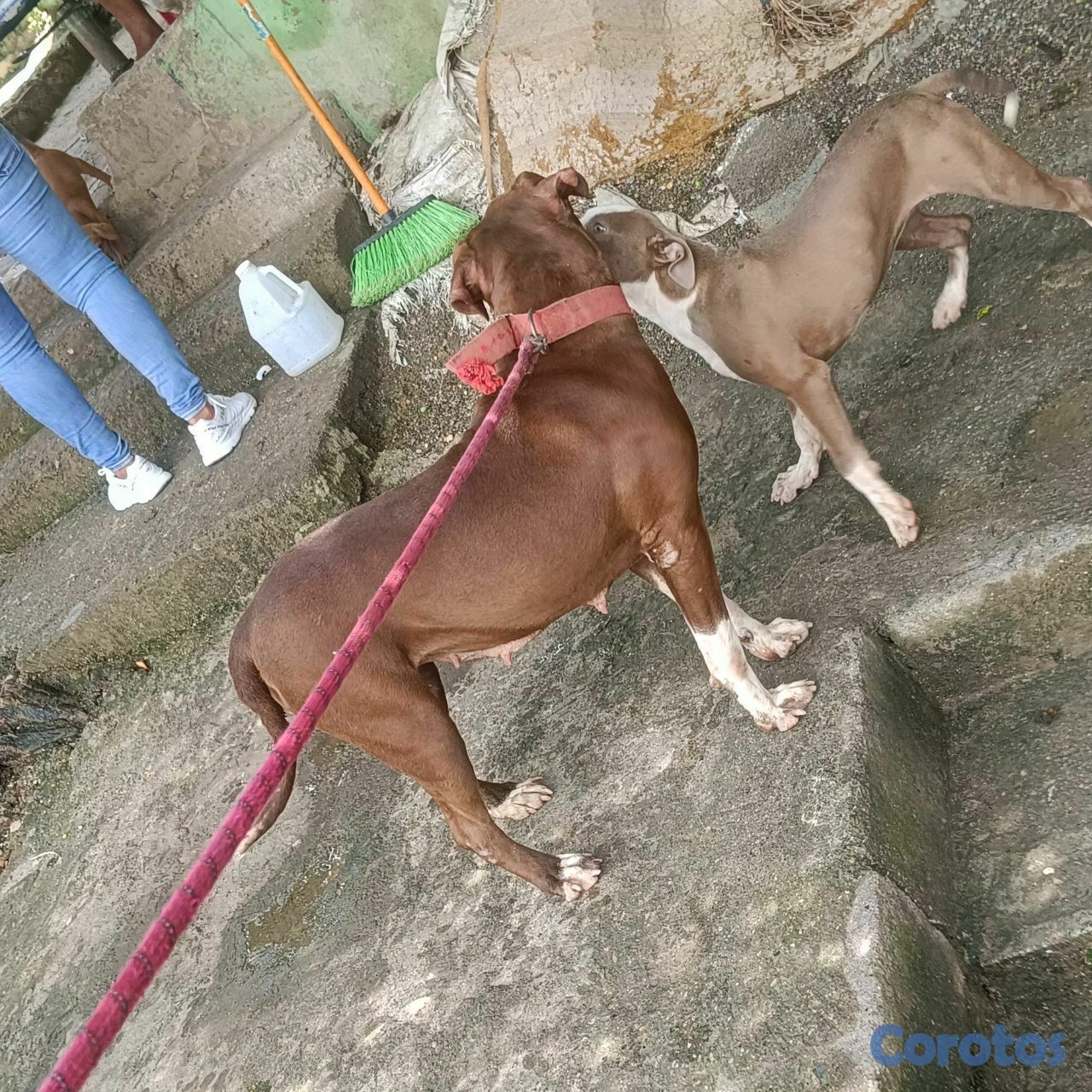 animales y mascotas - pit bul blue terriel  1