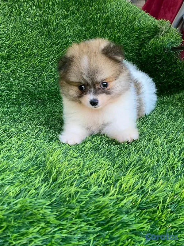 animales y mascotas - Hermosos cachorritos de pomerania mini  13