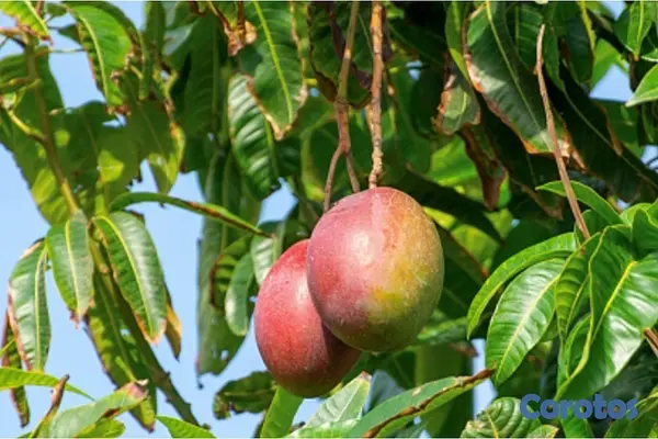 solares y terrenos - Venta de finca de mango en Baní por debajo del pre 6