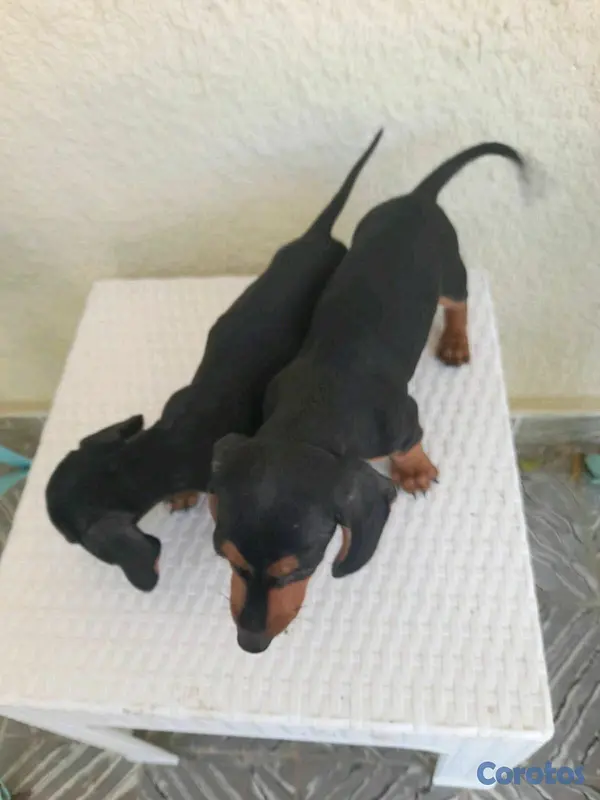 animales y mascotas - hermosos cachorritos dochshund machos 
 4