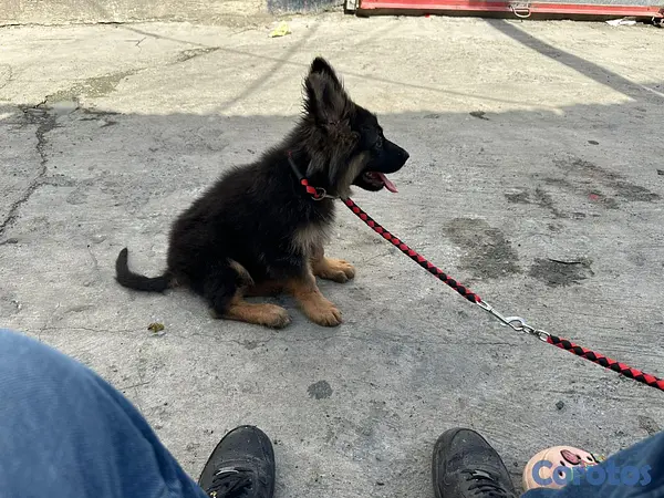 animales y mascotas - Pastor alemán  3