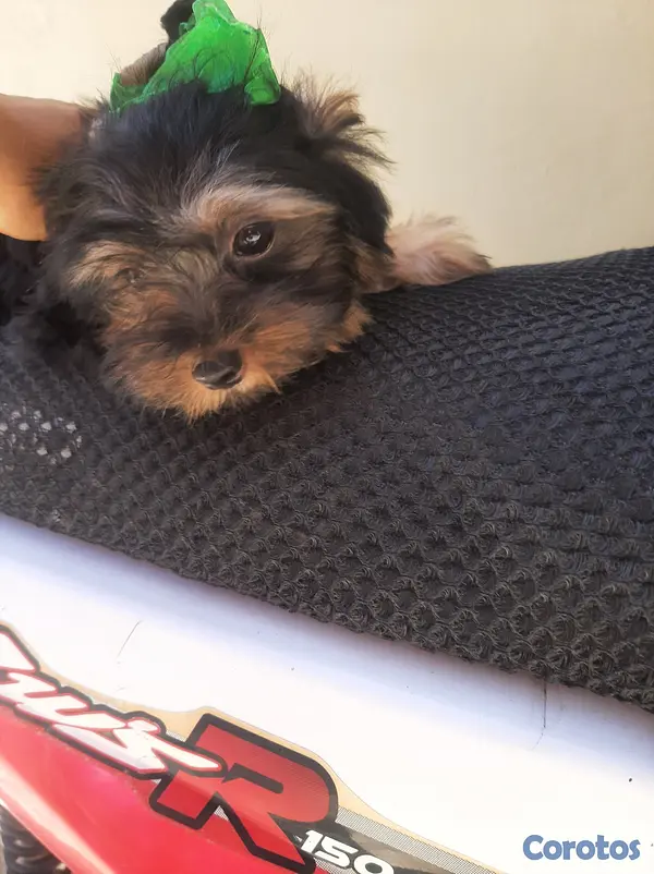 animales y mascotas - Cachorro Yorkie 5
