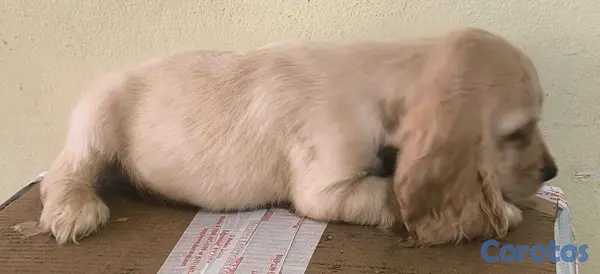 animales y mascotas - Cocker Spaniel Bien Lindos Hembras Y Machos 😍😍 7