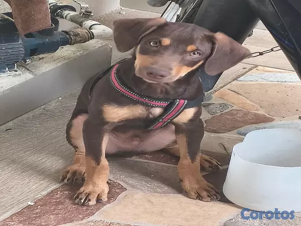 animales y mascotas - Mix de doberman, Macho 2
