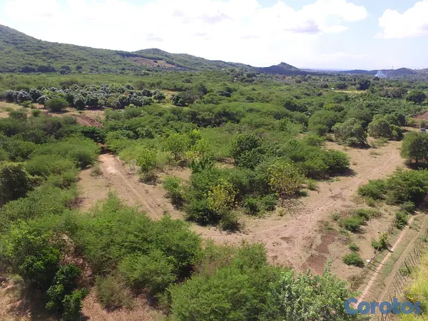 solares y terrenos - Finca en Bani 189.5 Tareas Titulo Definitivo   5