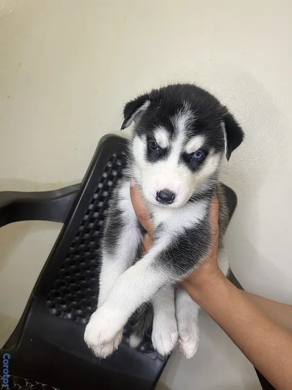 animales y mascotas - cachorros Husky siberianos  3