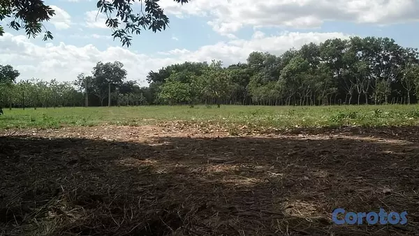 solares y terrenos - Finca Ganadera en Hatillo Monte Plata No Titulo, Si acto de Venta 9