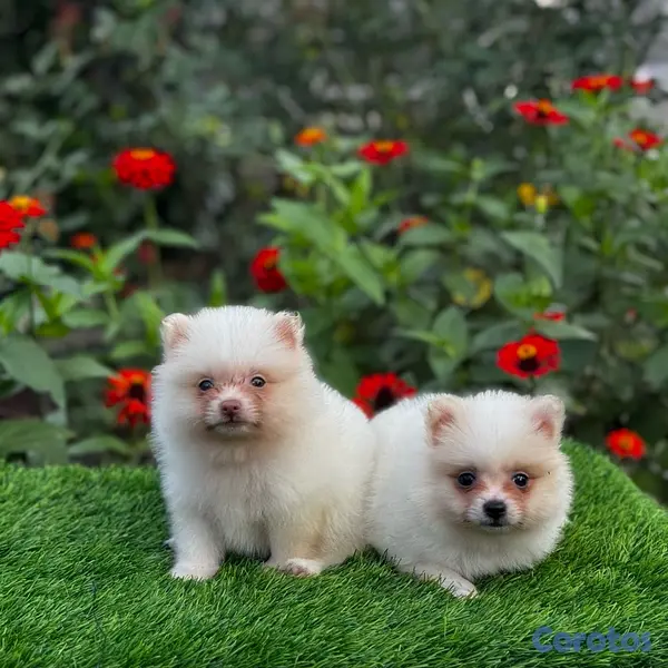 animales y mascotas - Pomerania mini 2