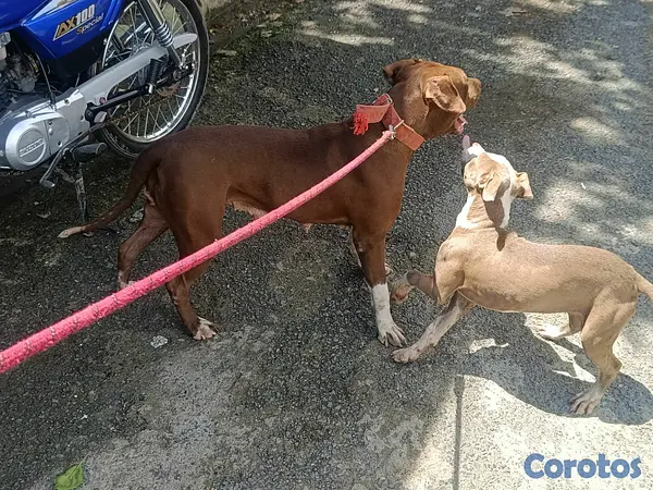 animales y mascotas - pit bul blue terriel  3