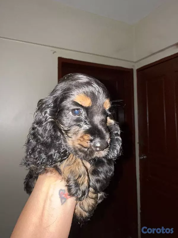 animales y mascotas - cocker spaniels 8