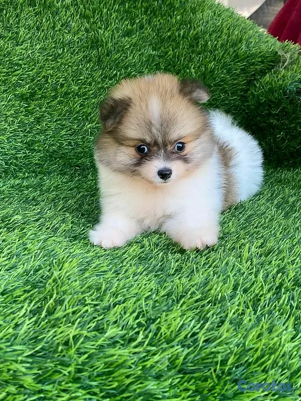 animales y mascotas - Hermosos cachorritos de pomerania mini  14