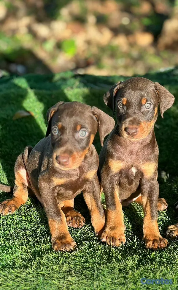 animales y mascotas - hermosos cachorritos de doberman  3