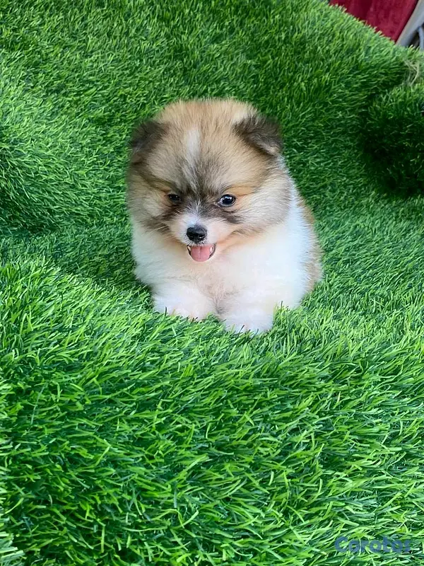 animales y mascotas - Hermosos cachorritos de pomerania mini  15