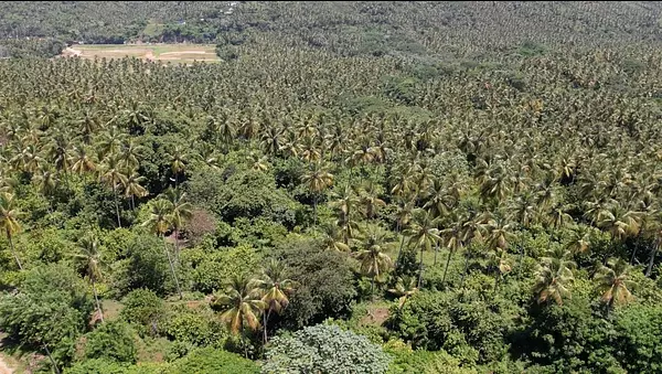 solares y terrenos - Venta de solares en Sánchez 4