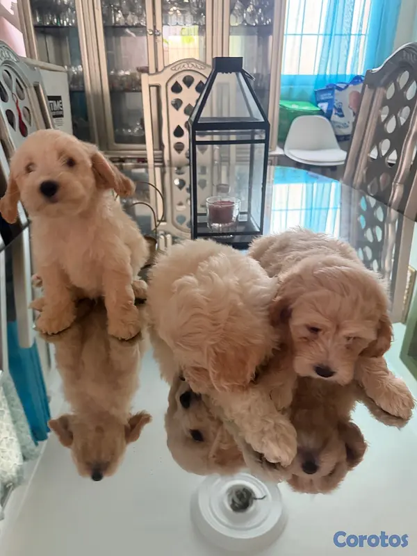 animales y mascotas - Vendo Cocker Spaniels 3