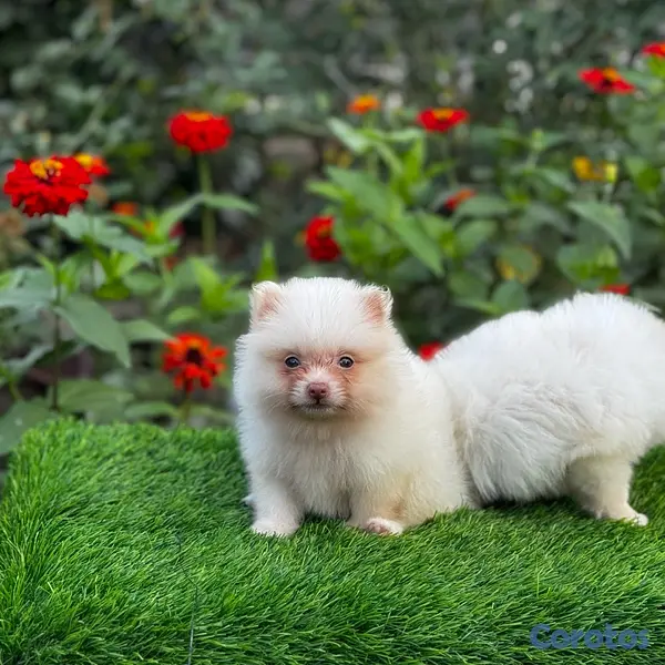 animales y mascotas - Pomerania mini 4