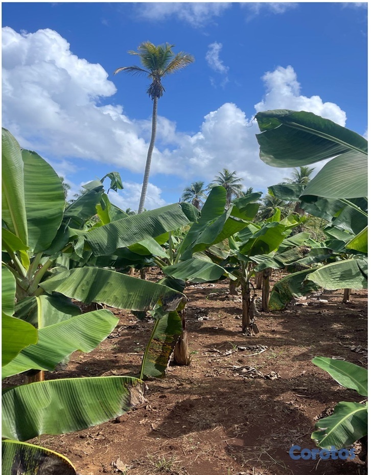 solares y terrenos - 15,585 Mts.2 SEMBRADO DE PLATANOS y dentro del Pueblo del DEAN, Monte Plata, PRE 3