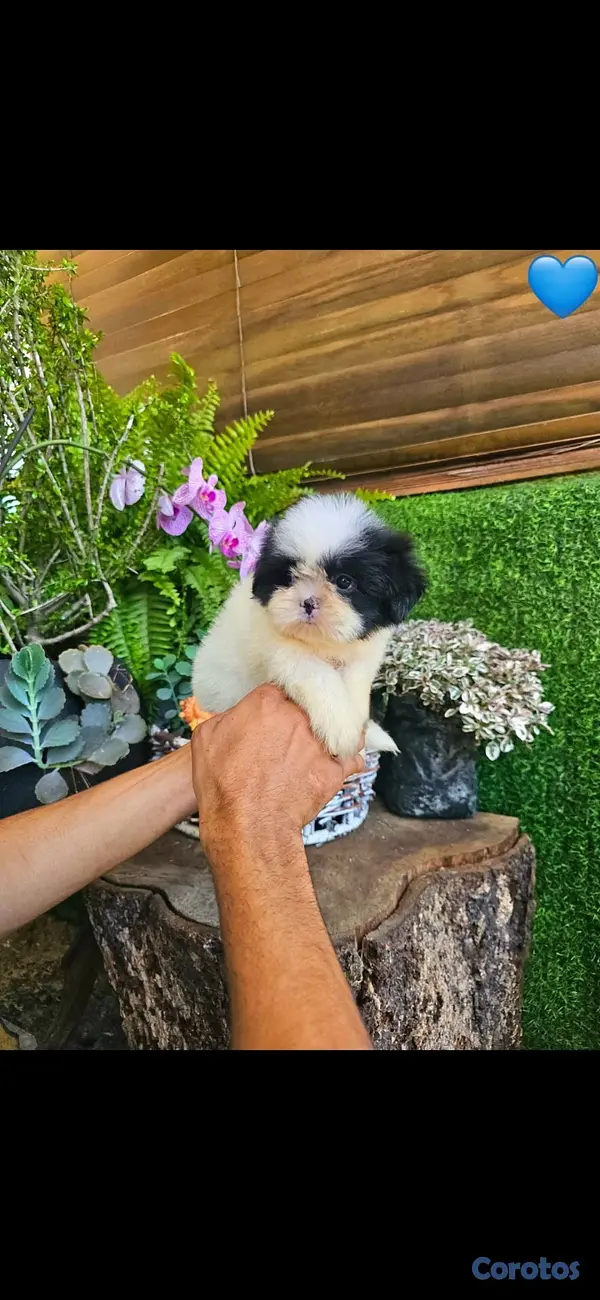 animales y mascotas - Hermosos Shitzu mini (Hembra y macho) super pequeñ 2