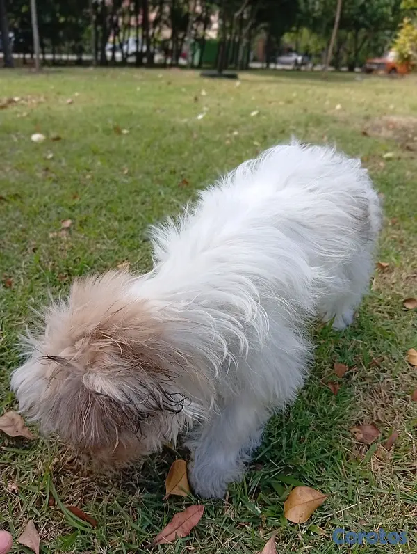 animales y mascotas - HERMOSA CACHORRITA SHIPOO🥰 3
