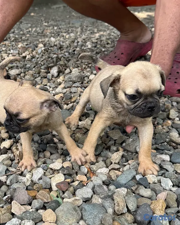 animales y mascotas - pug 5
