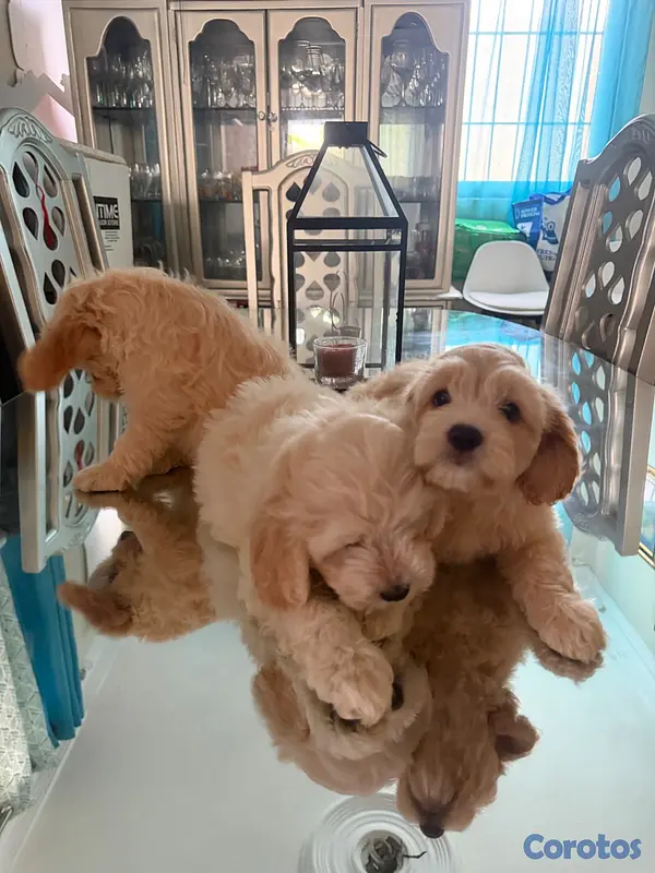 animales y mascotas - Vendo Cocker Spaniels 4