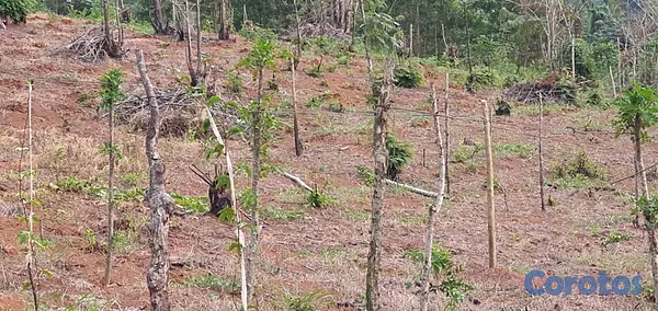 solares y terrenos - FINCA EN MONTE PLATA CON TITULO, DON JUAN 6