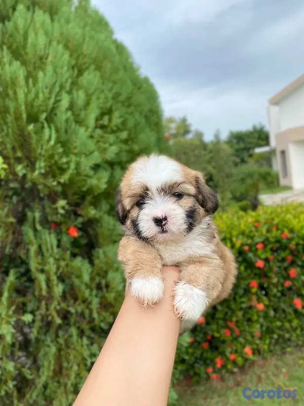 animales y mascotas - Shipoo hembra  4