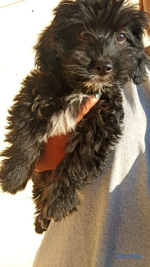 animales y mascotas - Poodles 8