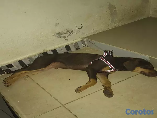 animales y mascotas - Mix de doberman, Macho 4