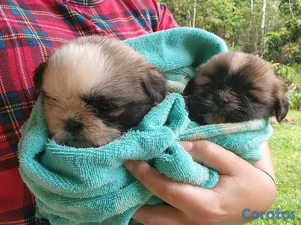 animales y mascotas - SHIH TZU CACHORROS  3