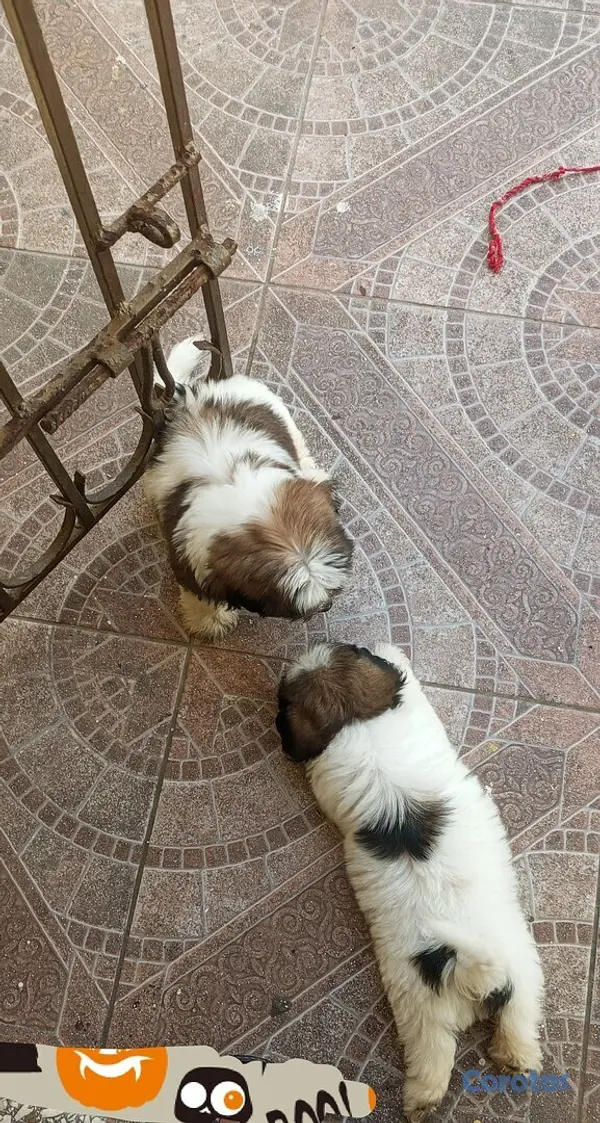 animales y mascotas - Cachorros de Shipoo 3