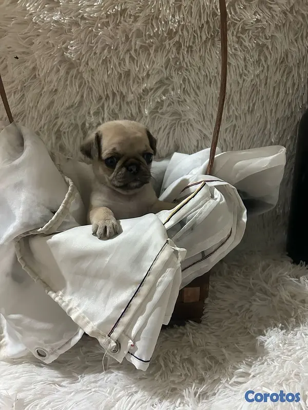 animales y mascotas - cachorros pug 4