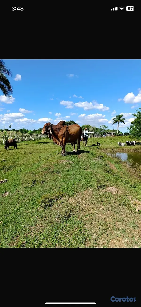 animales y mascotas - Toro red braman San Pedro de Macorís  2