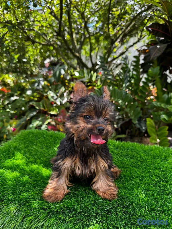 animales y mascotas - Yorkie mini 2