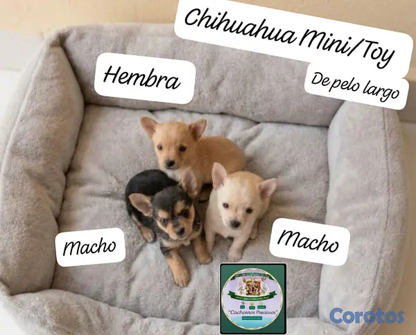 animales y mascotas - Chihuahua Mini de pelo largo  7