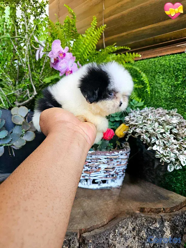animales y mascotas - Hermosos Shitzu mini (Hembra y macho) super pequeñ 5