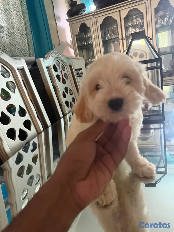 animales y mascotas - Vendo Cocker Spaniels 6