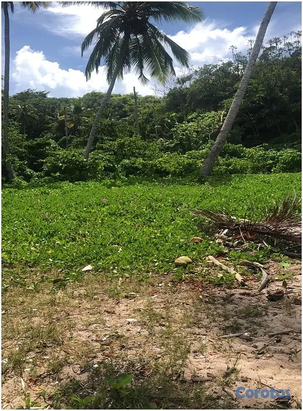 solares y terrenos - Vendo 72,185 Mts.2 CON PLAYA a 100 Mts. (Playa MADAMA), LAS GALERAS, 50% POR DEB 8