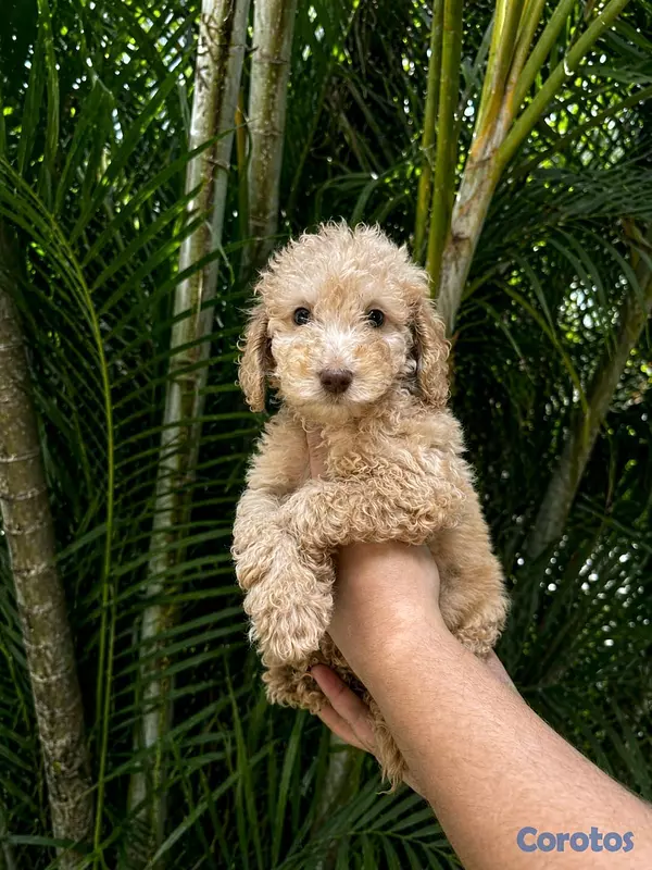 animales y mascotas - hermosos cachorrritos golden doodle  6