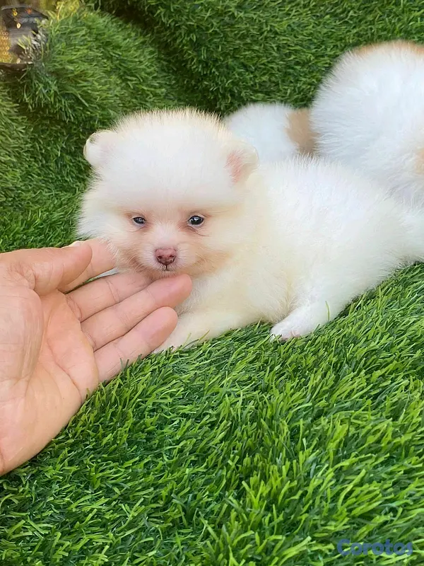 animales y mascotas - hermosos cachorritos pomerania mini  3