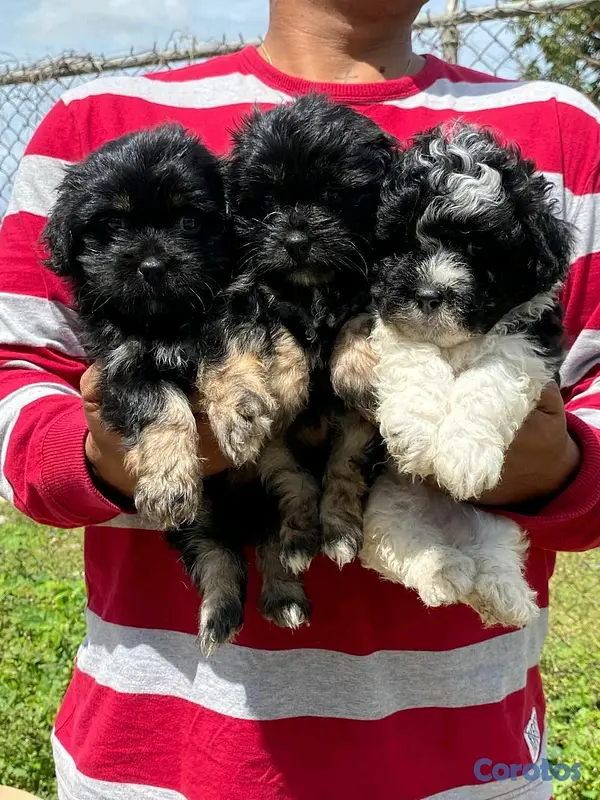 animales y mascotas - hermosos cachorritos de shipoo  6