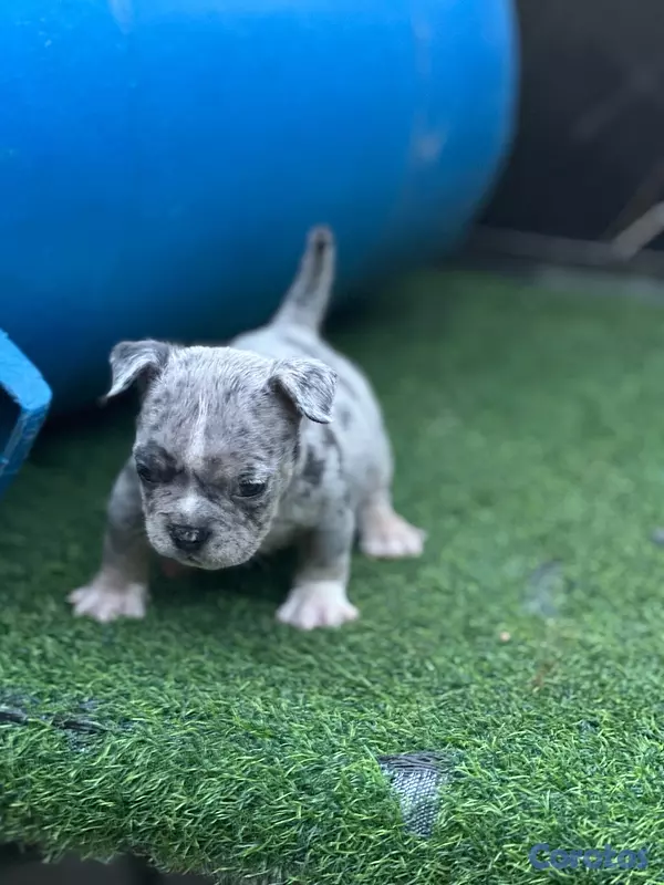 animales y mascotas - Américan bully  2