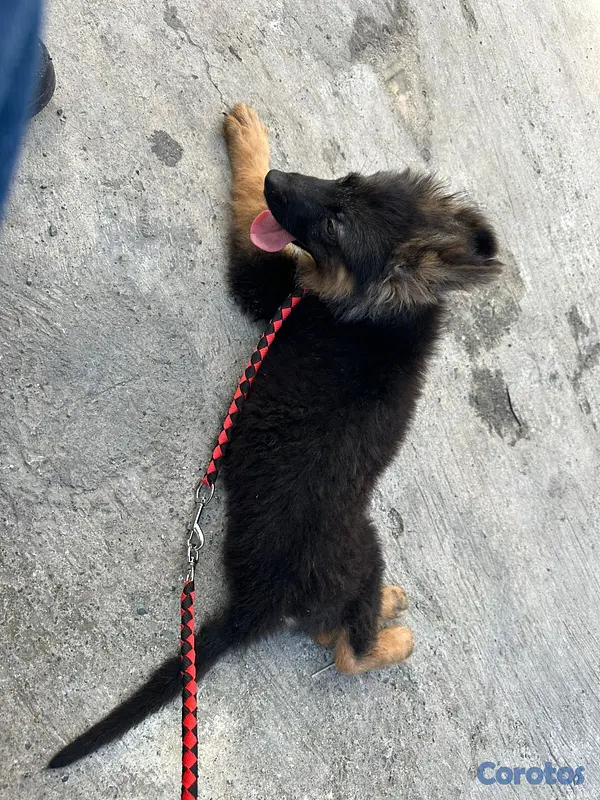 animales y mascotas - Pastor alemán  4