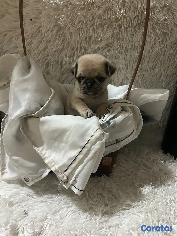 animales y mascotas - cachorros pug 3