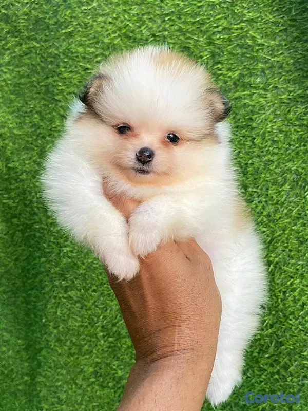 animales y mascotas - hermosos cachorritos pomerania mini  4