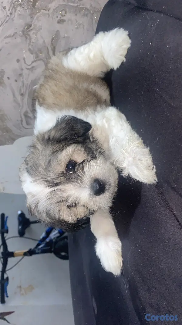 animales y mascotas - vendo cachorros Shitzu con pudulf  6