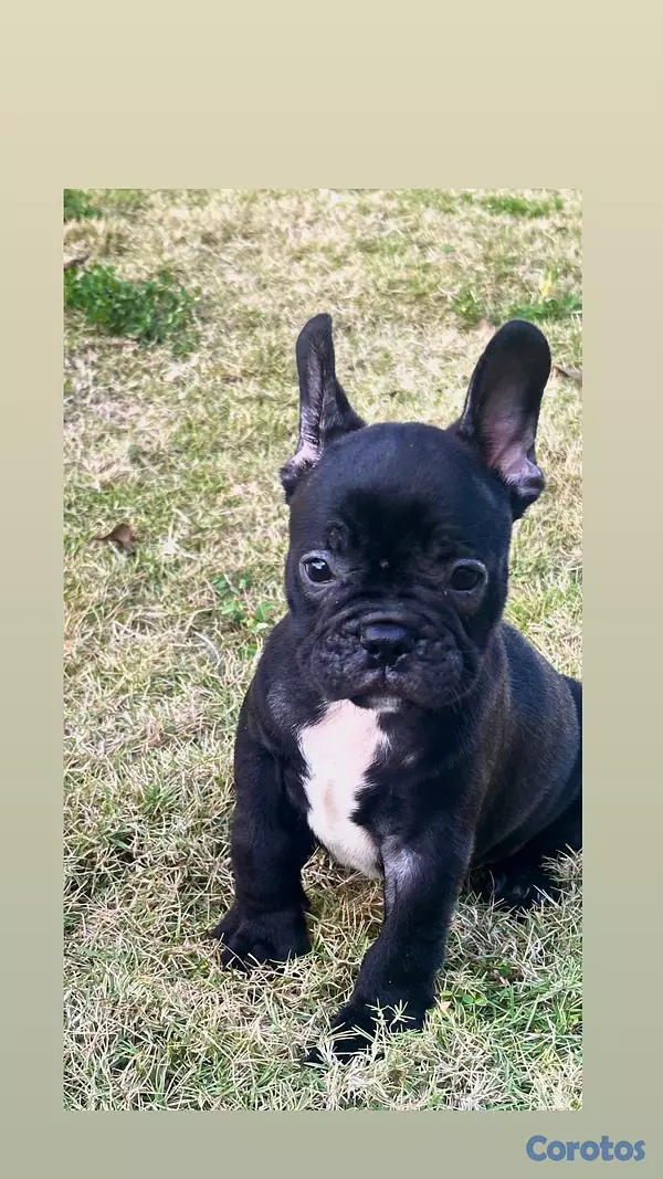 animales y mascotas - variedad de cachorro  10
