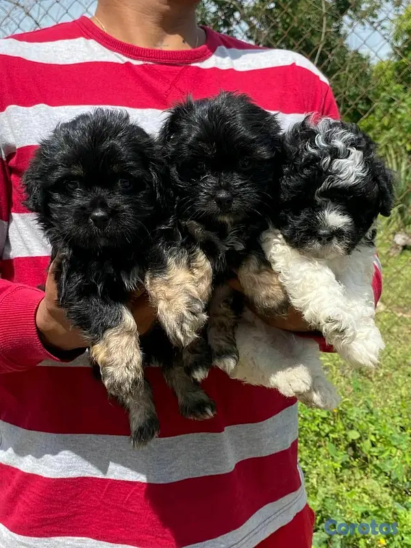 animales y mascotas - hermosos cachorritos de shipoo  7